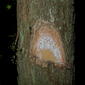 Chrysophyllum sp., Sapotaceae, Atlantic forest, northern littoral of Bahia, Brazil