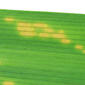 Leaf-spots - adaxial face of leaf - close-up - enlarged - white background