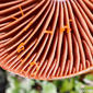Cogumelo // Mushroom (Cortinarius subcaninus)