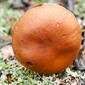 Cogumelo // Mushroom (Cortinarius subcaninus)